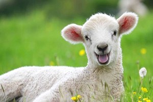 Muğla`da 435 Bin 328 Küçükbaş Hayvan Var