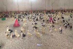 Pekin Ördeğini Balıkesir Üretiyor, İstanbul ve Antalya Tüketiyor