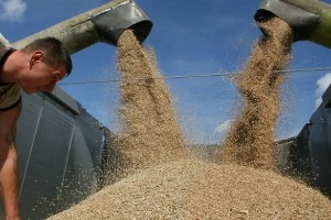 Rusya, Buğday İhracatını % 30 Azalttı