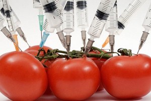 Rusya Direnecek: Hükümet, GDO`lu Gıda Üretimini Tamamen Yasaklıyor