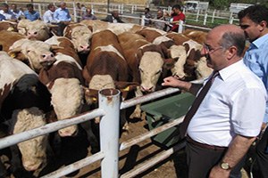 Simental Damızlık Boğa Dağıtımı Yapıldı