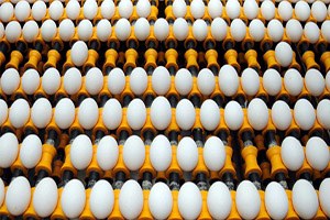 Tavuk Yumurtası Üretimi Temmuz`da Arttı