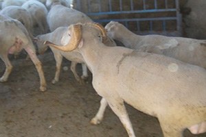 Yetiştiricilere 28 Adet Koç Dağıtıldı