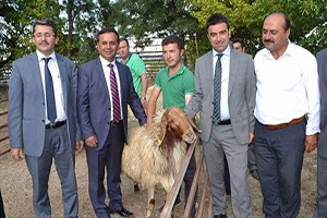 İvesi Irkı Koç Dağıtımı Yapıldı