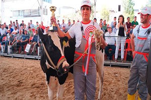 İzmir`deki fuarda en verimli besi sığırı seçilecek