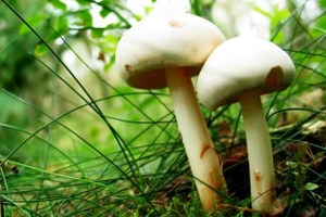 Zehirli Mantar Uyarısı