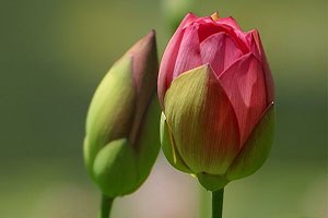 Ödemiş Süs Bitkileri Ve Fidan Sergisi 11. Kez Açıldı