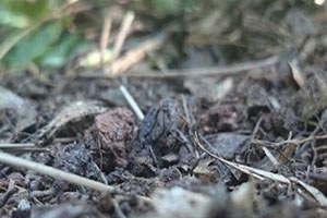 Kocaeli`de 62 Küçükbaş Hayvan Yanarak Telef Oldu