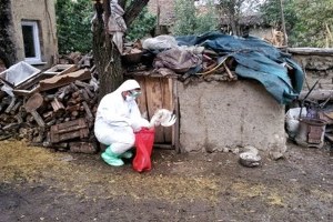 Tokat Zile`de Kuş Gribi Paniği