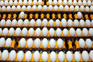 Yumurta Fiyatları Yüzde 15 Arttı