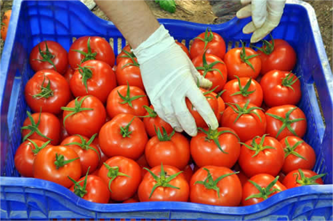 Ukrayna`dan Tarım Ürünlerini En Çok Çin İthal Ediyor