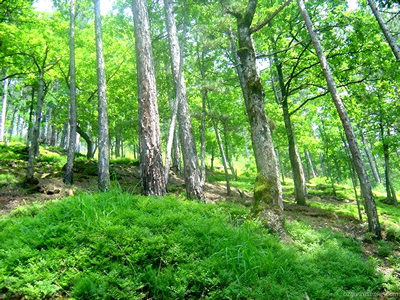 Dünya`da 3 Trilyon Ağaç Var