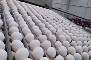 Angola`ya Yumurta Satarken AB`ye Satamamak Acı