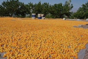 Atık Kayısılardan Sirke