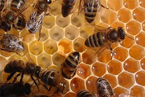 Balda Son 20 Yılın En İyi Hasadı Yaşandı