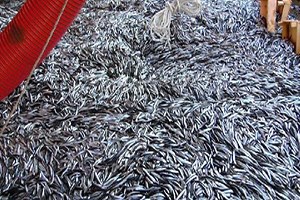 Bartın`da Hamsi Bolluğu