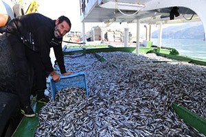 Bir Gecede 170 Ton Hamsi Avladılar!