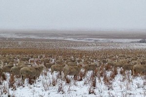 Bozkırda Kamufle Olan Koyunlar Şaşkınlık Yarattı