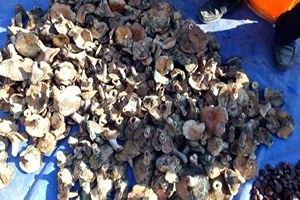 Burhaniye`de Melki Mantarı Sezonu Açıldı