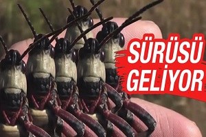 Çekirge Sürüsü Geliyor