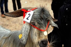 `En Güzel Keçi`ye Vali`den Altın