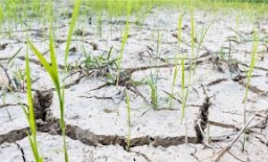 FAO: Ağır Hava Koşulları, Gıda Güvenliği İçin Tehdit!