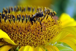 Kanadalı Bilim Adamlarından `Süper Arılar` Çalışması