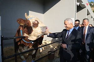 Mutlu Danalar Görücüye Çıktı