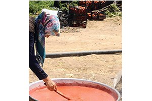 Talep Fazlası Domates Salça Oldu