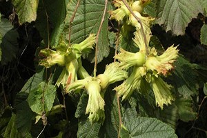 Seçim Sonuçları Fındığa Olumlu Yansıyacak