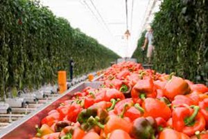 Ürünlerin Girişine Yetkili Gümrük İdareleri Tebliğinde Değişiklik