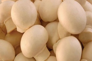 Türkiye Yemeklik Mantar Kongresi, Çukurova Üniversitesi`nde Yapıldı