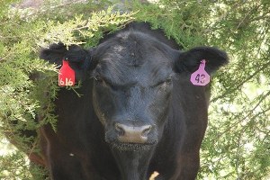 74 Kişinin Ölümüne Neden Oldu