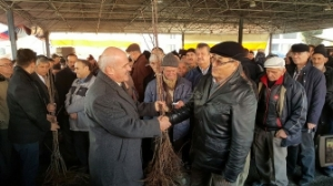 Karabük`te 23 Bin Meyve Fidanı Dağıtıldı