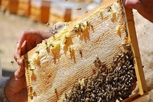 Adıyaman Organik Balda İddialı