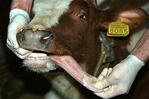 Ağrı`da `Şap` Karantinası