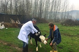 Bartın`da `Nepal Şapı` Karantinası