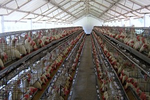 Bingöl`e Devlet Desteğiyle 9 Tavukçuluk Tesisi