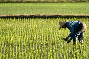 Çin, 100 Milyon Çiftçiye Kentlerde İkamet Hakkı Veriyor