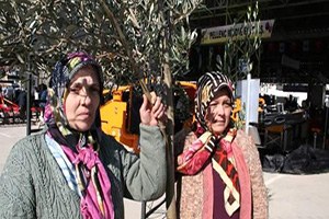 Edremit Zeytin Sonu Hasat Şenliği 20 Ocak`ta