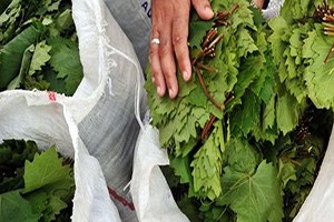 Erbaa Bağ Yaprağının Markalaştırılması Çabaları