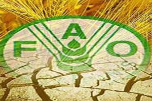 FAO Gıda İsrafına Karşı Harekete Geçti