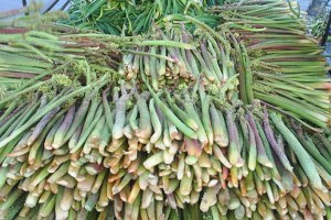 Yüksekova`da Işgın Turşusu Yapıldı