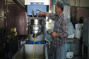Karaisalı`da Zeytinyağı Üretimi