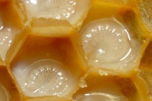 Arı Sütünün Sahtesine Dikkat