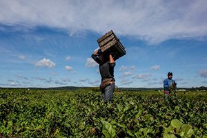 AB`de Kişi Başı Tarımsal Gelir Düşüşte