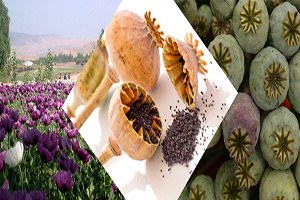 Vitamin Ve Mineral Deposu ``Haşhaş``