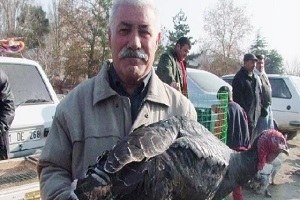 Yılbaşı Hindileri El Yakıyor