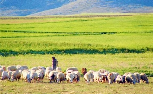 Meraların Korunmasına Destek Olacak