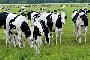 Anaç Sığır Ve Buzağı Destekleme Listeleri Askıya Çıkarıldı